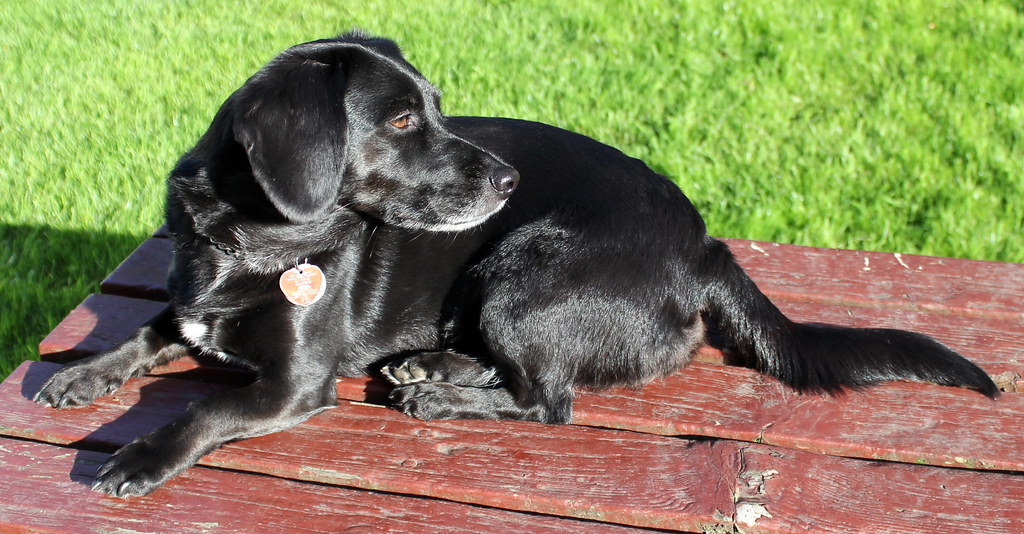 Scottish Terrier Mix Breeds 21 of the Most Adorable (w/ Pics)