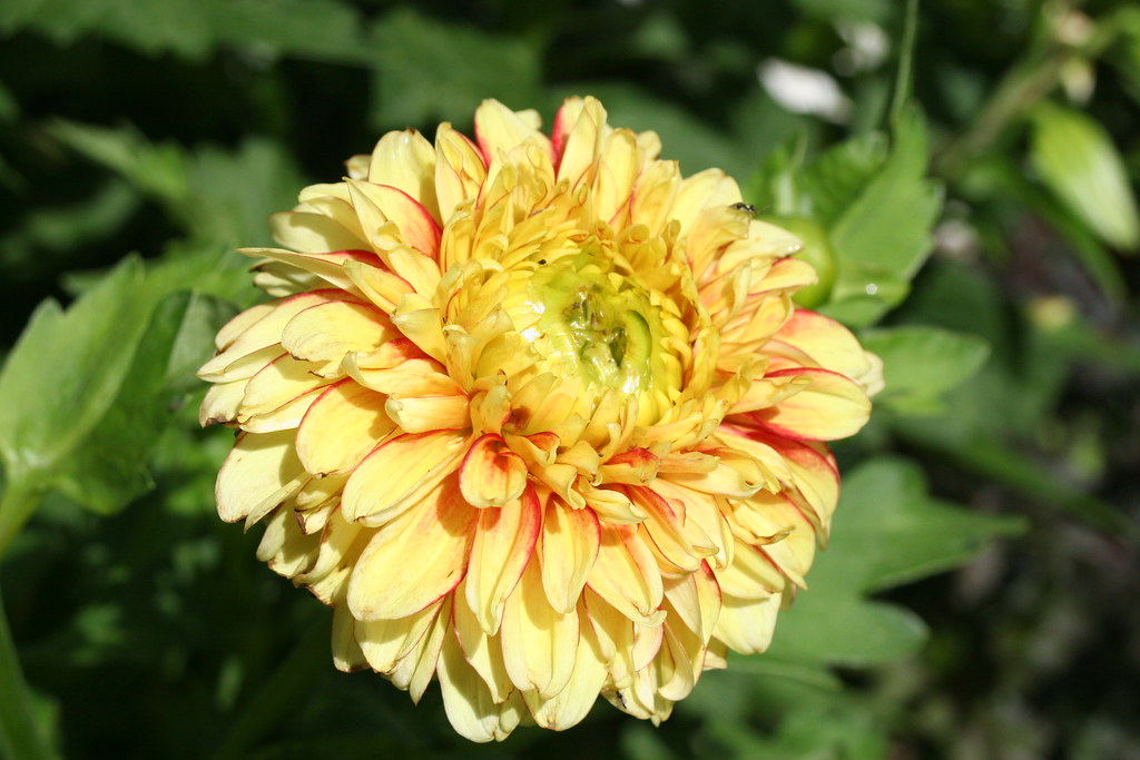 Dahlia 'Lake Ontario' F02 Dahlias Grow4fun Flickr