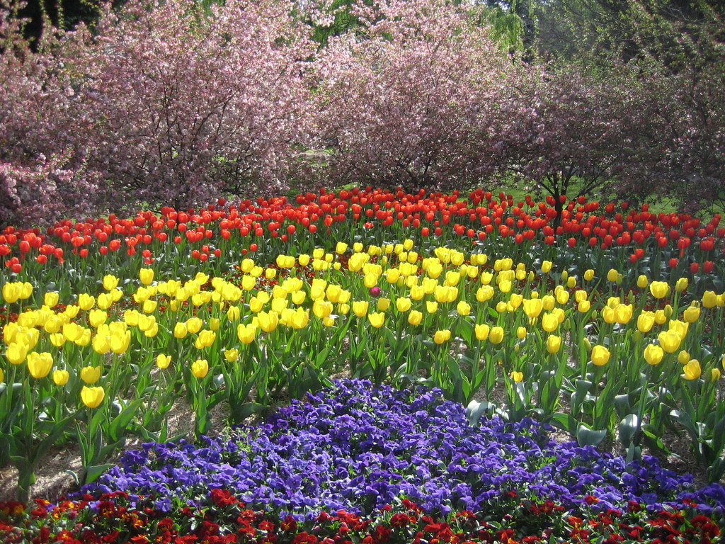IMG_7184 p Visit to Tulip Top Gardens near Canberra, Austr… Flickr