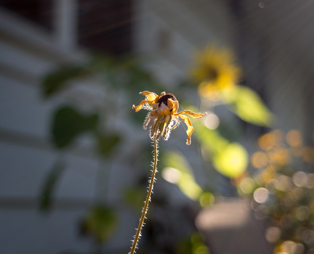 dying coneflower flare Pentax KS2, SMC PentaxM 35/2.8 Fo… Flickr