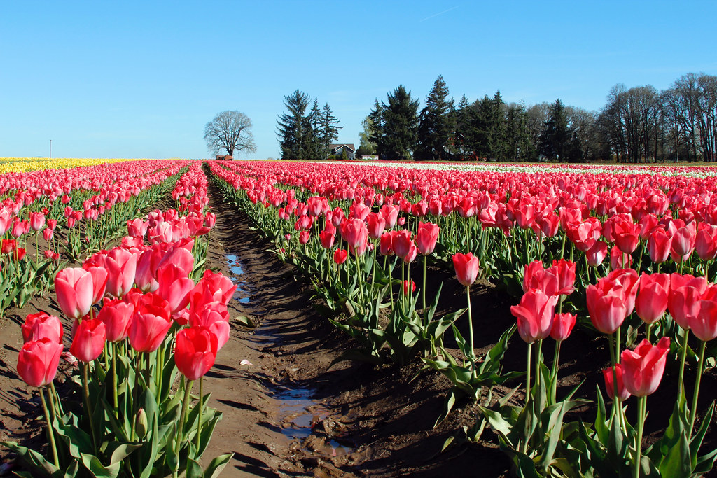 Wooden Shoe Tulip Farm, Oregon Springtime blooms Bonnie Moreland