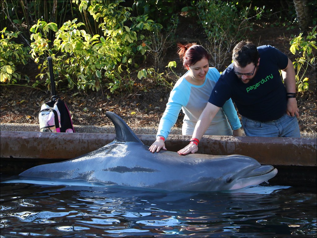 Dolphin Encounter SeaWorld Orlando Kim Flickr