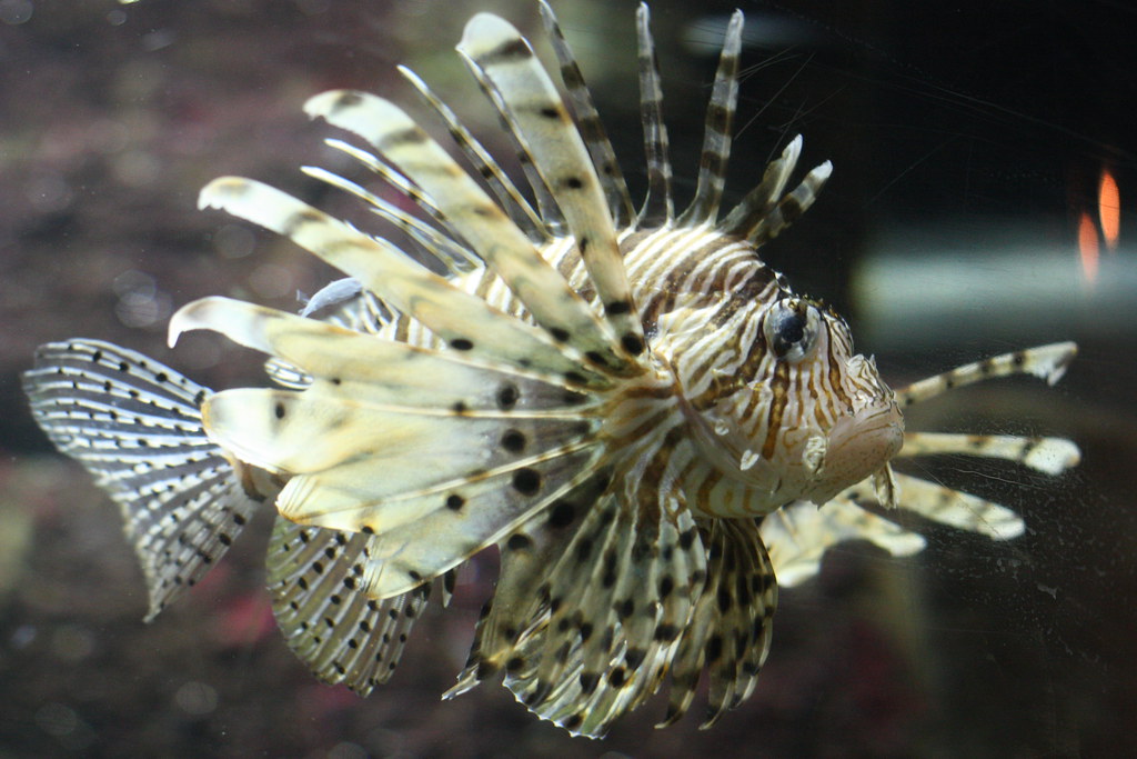 Lion Fish Blue Aquarium Samwise 11th Birthday Tre… Flickr