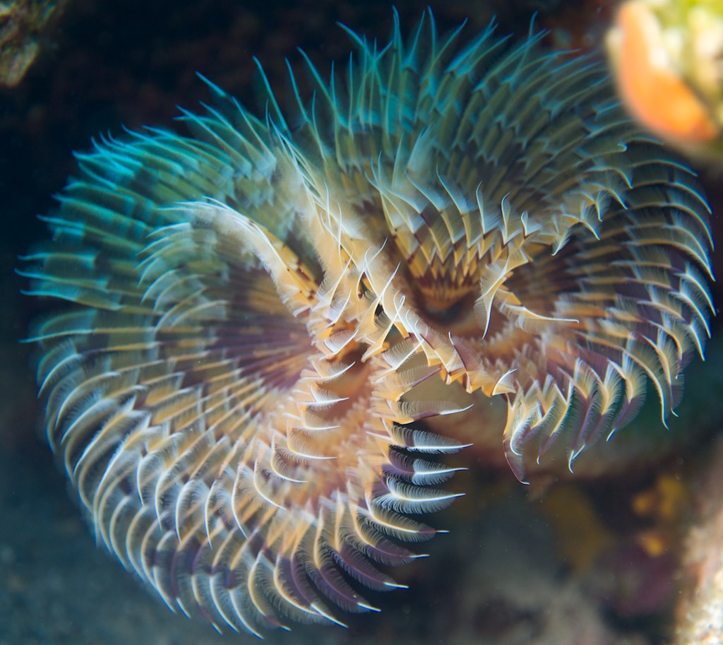 Tube worm Tube worm Ben Thompson Flickr