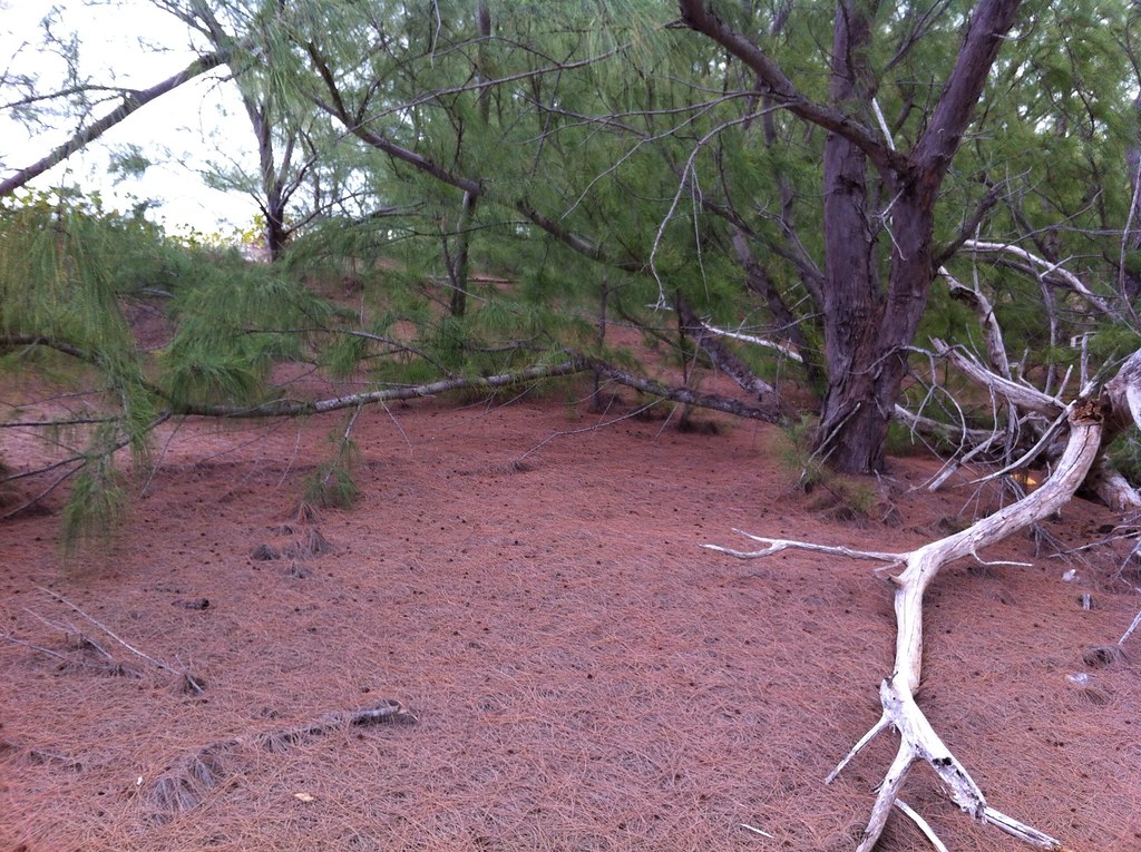 Pine needles at Wild Cow Run MasonCooper Flickr