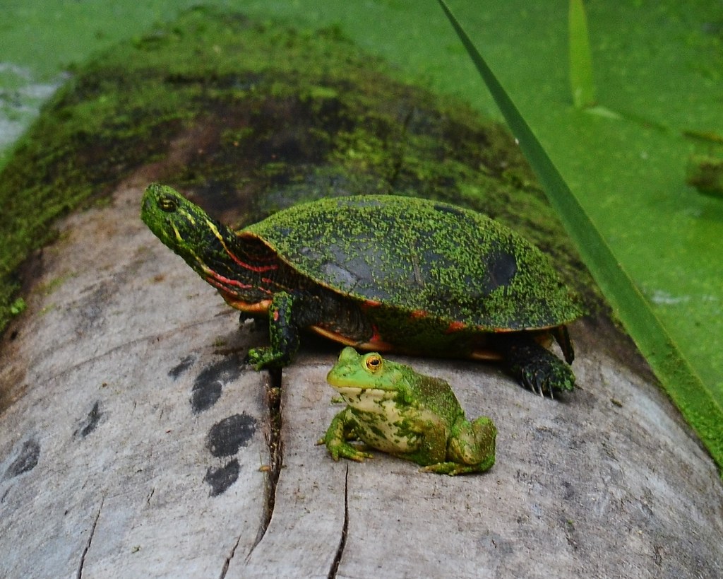 Green Turtle and Frog, sharing a log Cheryl Blay Flickr