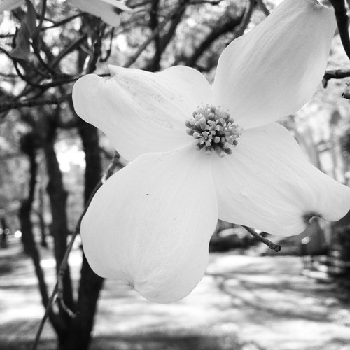 Can't help myself... I love dogwoods. Hipstamatic Jane … Flickr