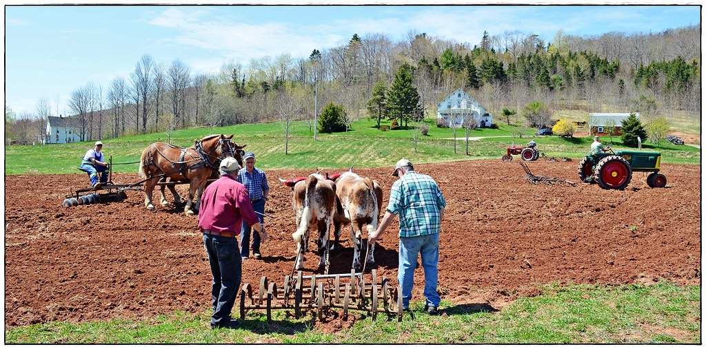 329 copy Planting Day. Northville Farm Heritage Centre,Kin… Flickr