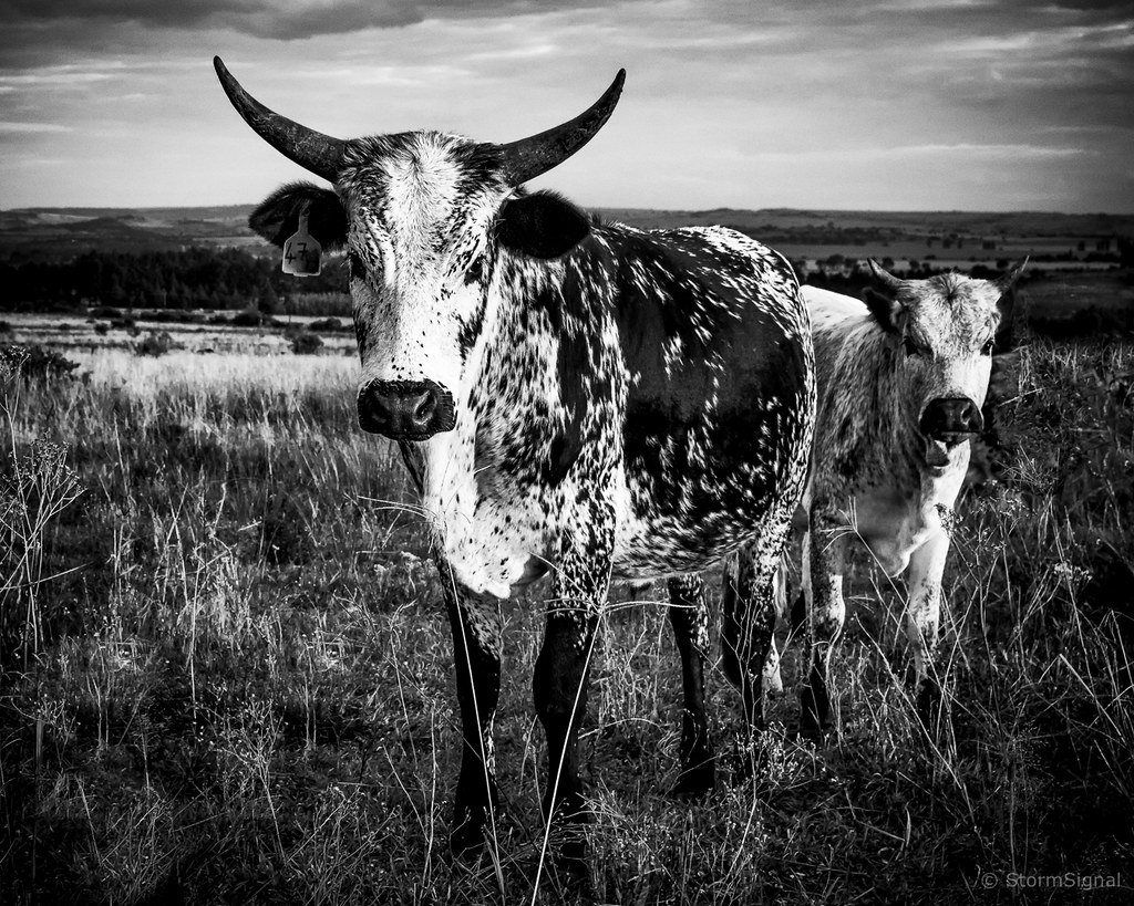 Nguni Decor South Africa at Joanne Vargo blog