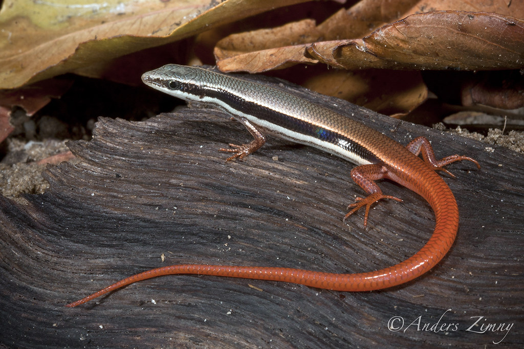 Morethia taeniopleura (Eastern Firetailed Skink