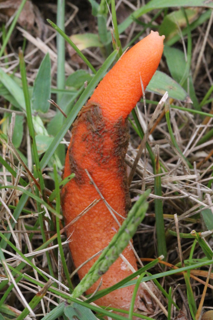 Elegant Stinkhorn (Mutinus elegans) Zephyr, Ontario, Can… Flickr