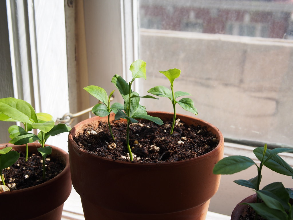 Lemon tree James Brown Flickr