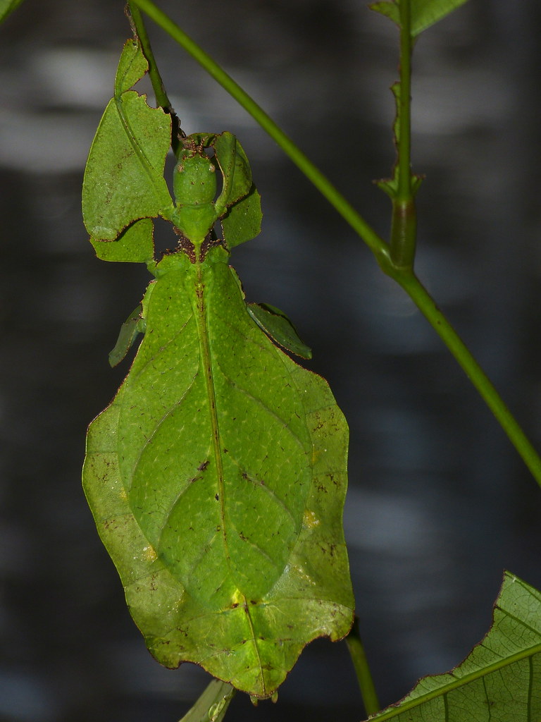 Giant Leaf Insect (Phyllium giganteum) Butterfly Farm, Bri… Flickr