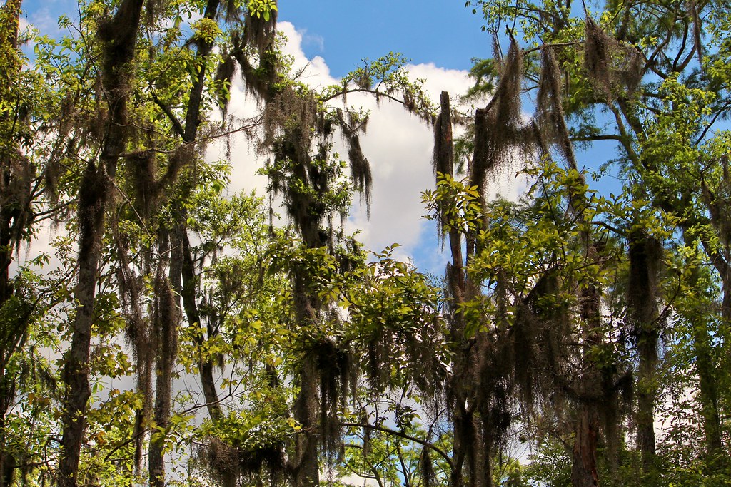 Honey Island Swamp New Orleans kosho1980 Flickr