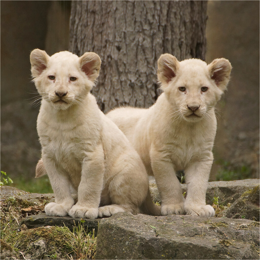 Twin white lion cubs Twin rare white lions cubs, three mon… Flickr