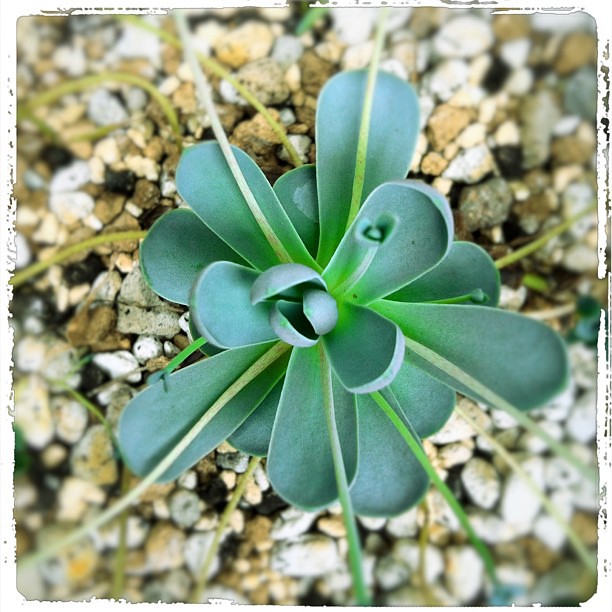 succulents succulent plant plants orostachys orostac