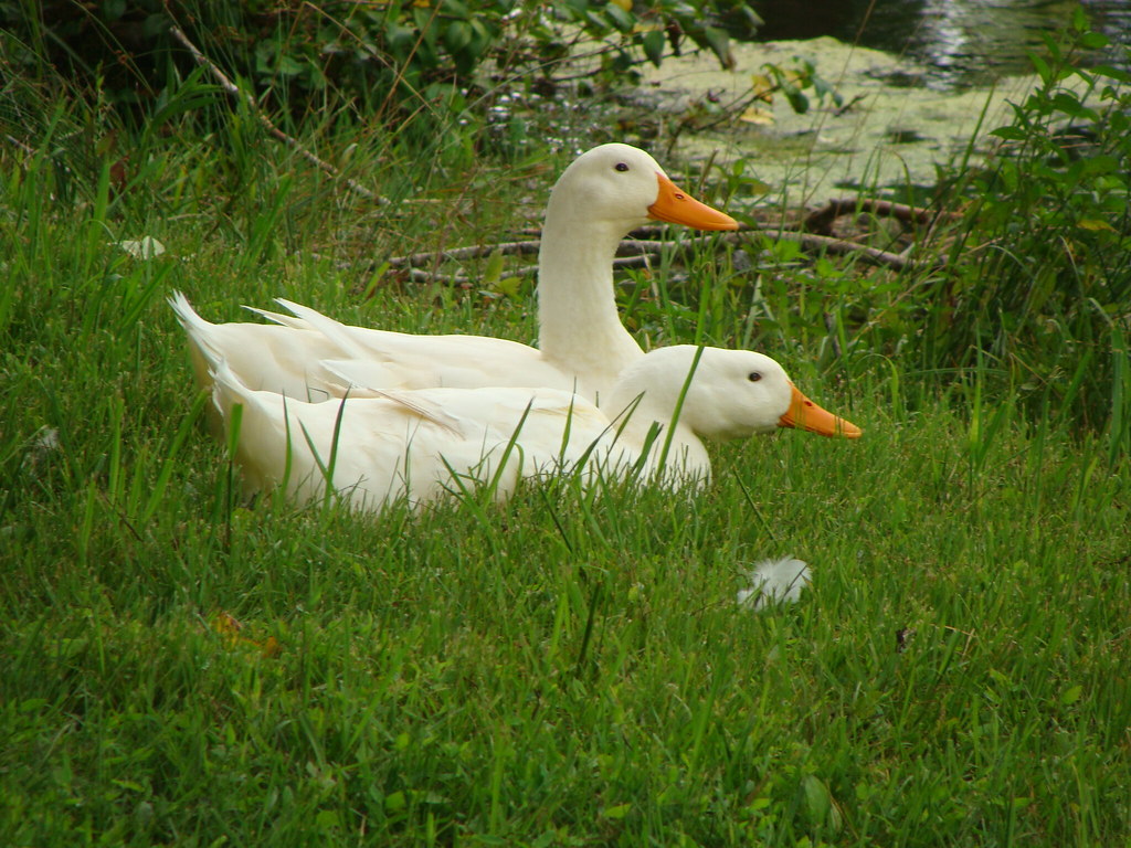 White DucksGlencoe, Al. These ducks and Brewster are BF… Flickr