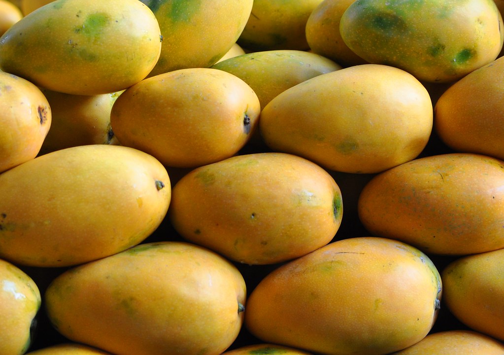 Banganapalli Or Benishaan Variety of Indian mangoes Flickr