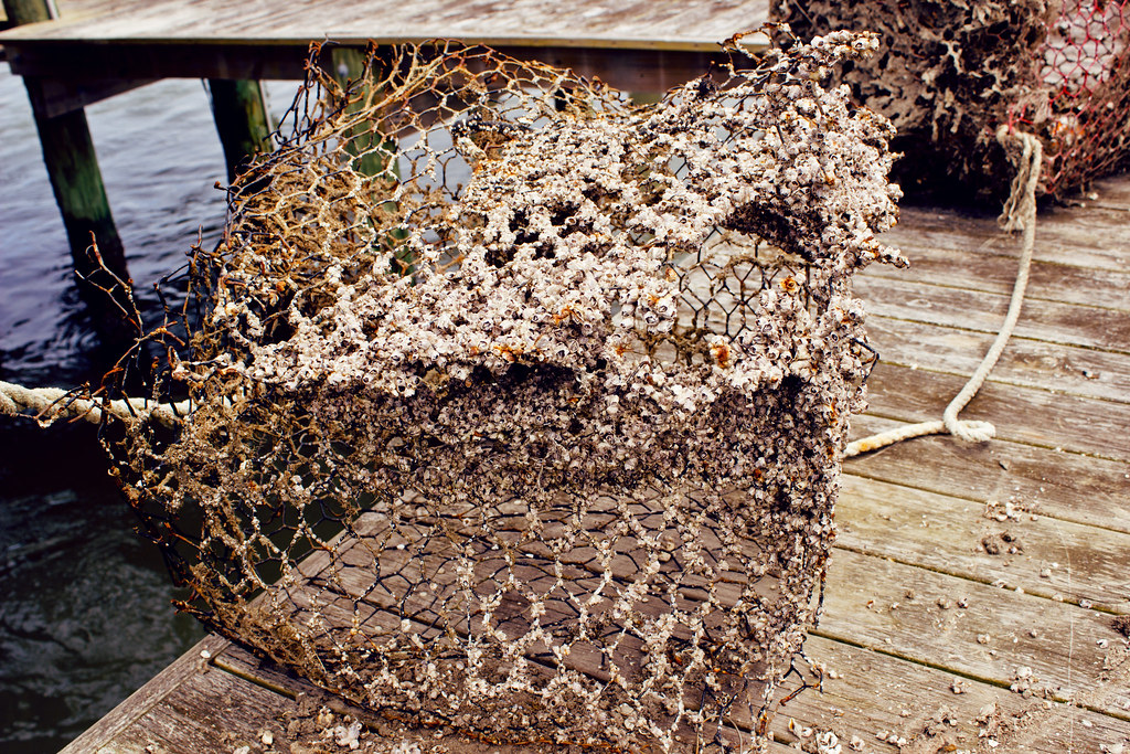 Krusty Krab Kages. If you leave a crab cage in the water f… Flickr