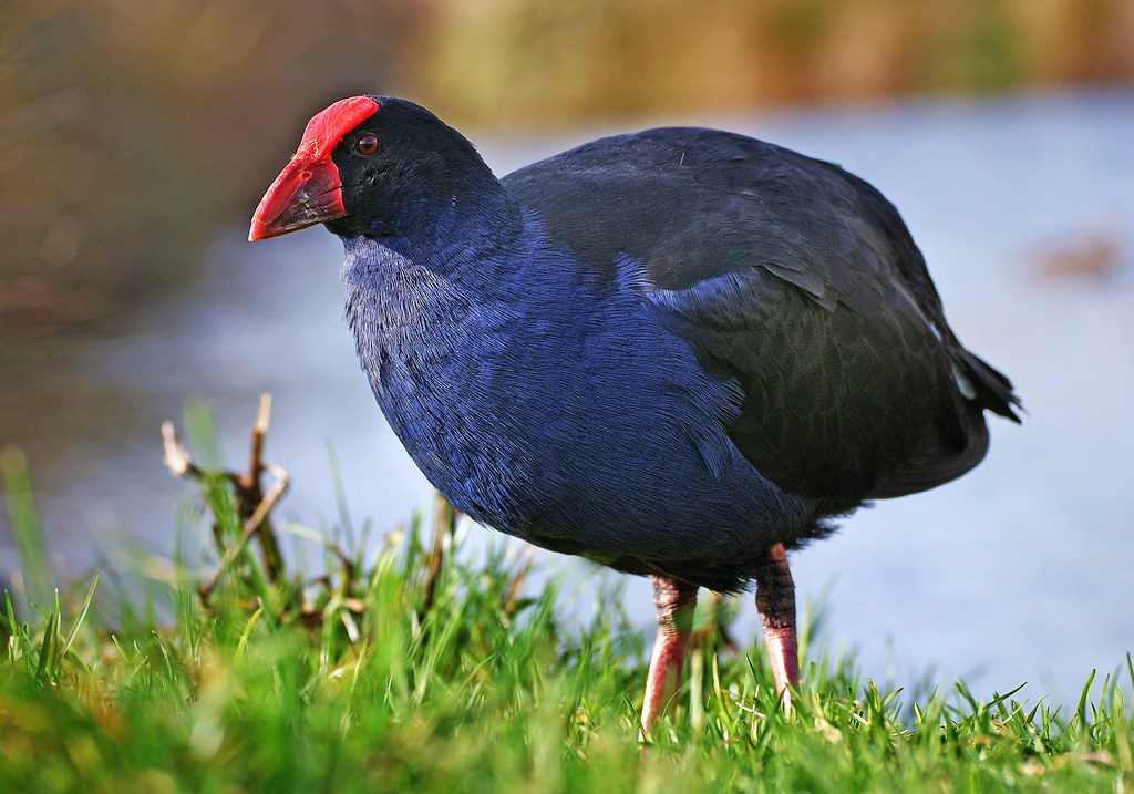 Pukeko. NZ swamp hen. (Porphyrio porphyrio) a photo on Flickriver