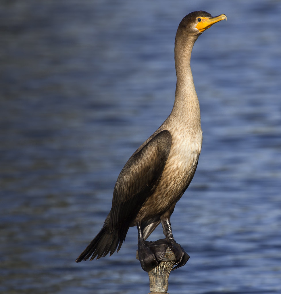 cormorant bird Corolla N.C. cormorant bird Corolla N.C… Flickr