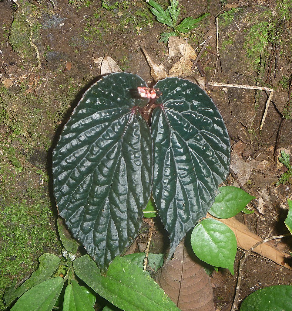 Begonia spp_Suriyansyah_Bonga_Flora_Borneo_Kalimantan Flickr