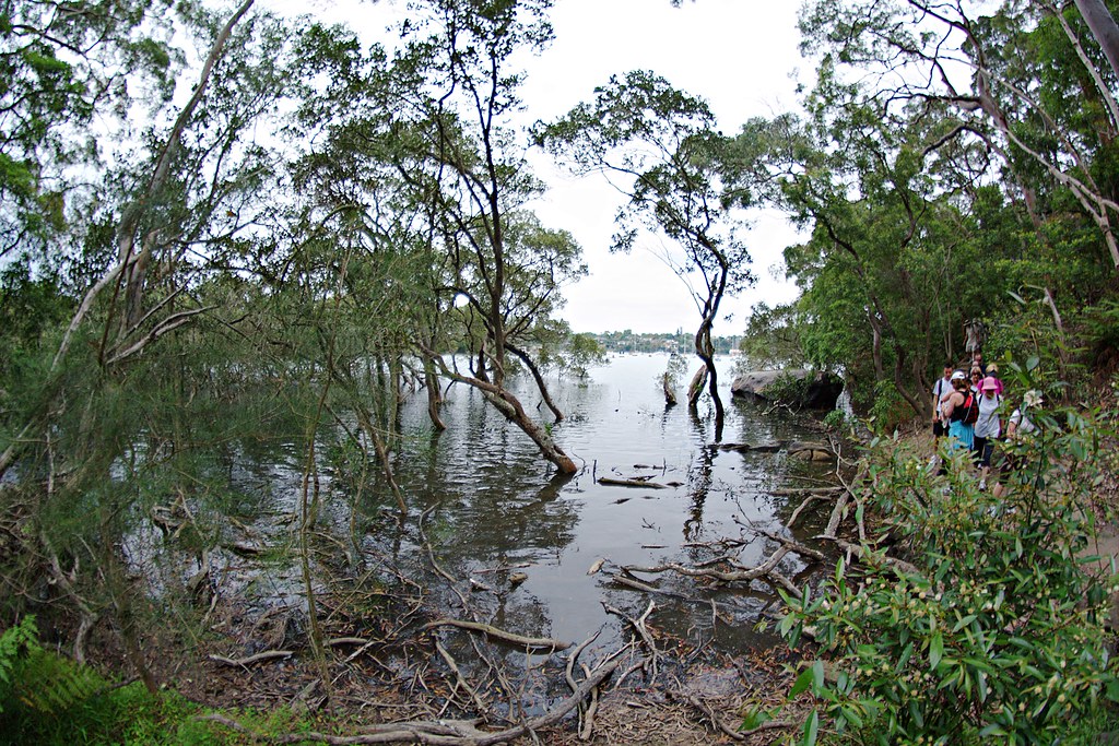 Mangroves, Tambourine Bay Track through the bush in Hodgso… Flickr