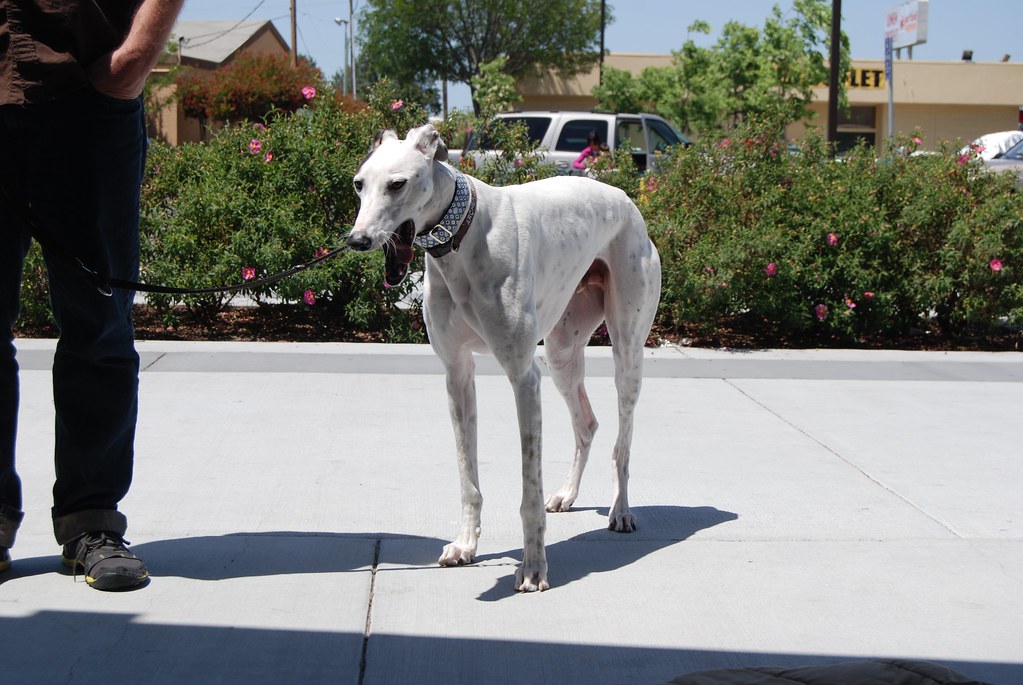 yawn by Jean O Greyhound yawning. Photo by Jean O. Pet Food Express