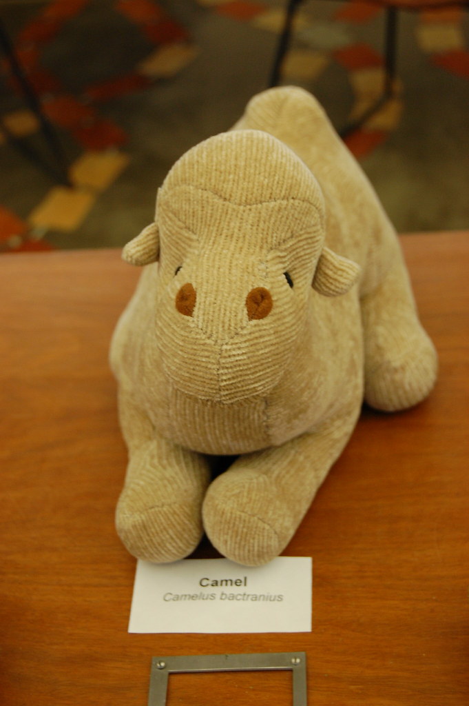 Crossett Library Petting Zoo Flickr