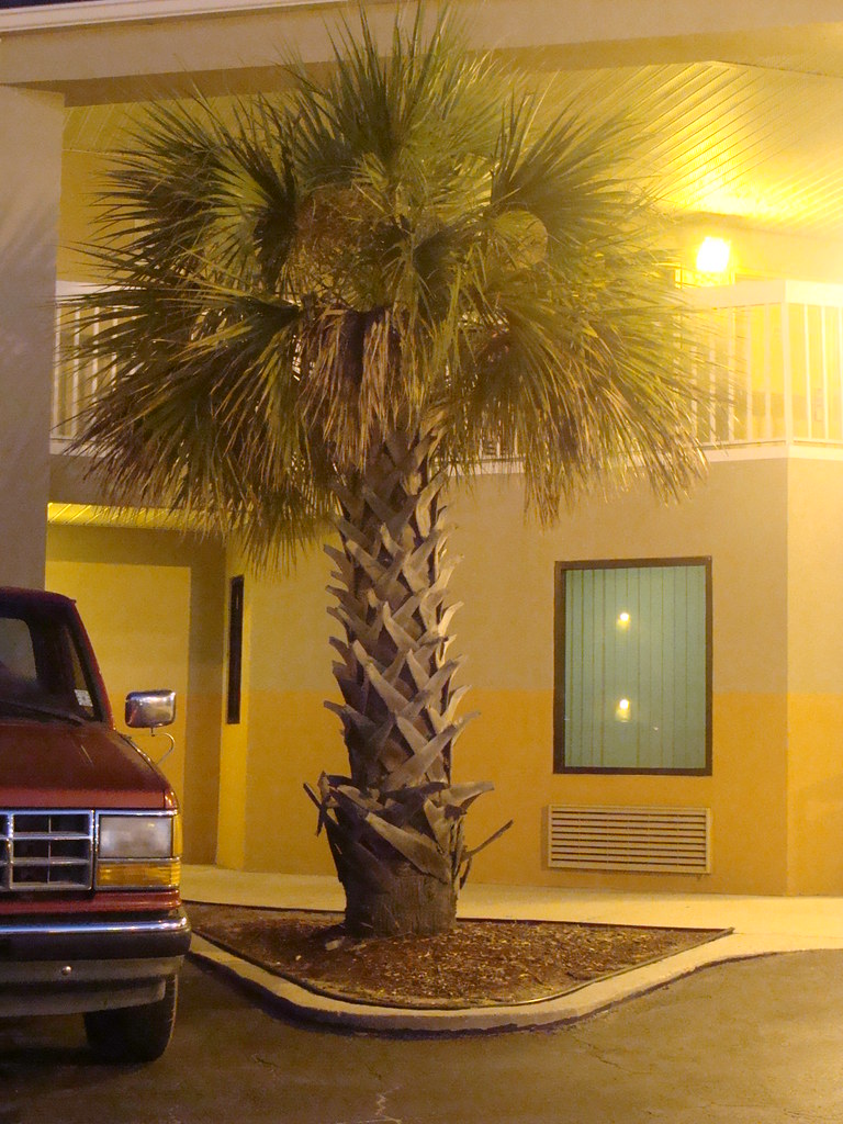 Palm Tree in Hattiesburg, Ms? I didn't realize that Palm T… Flickr
