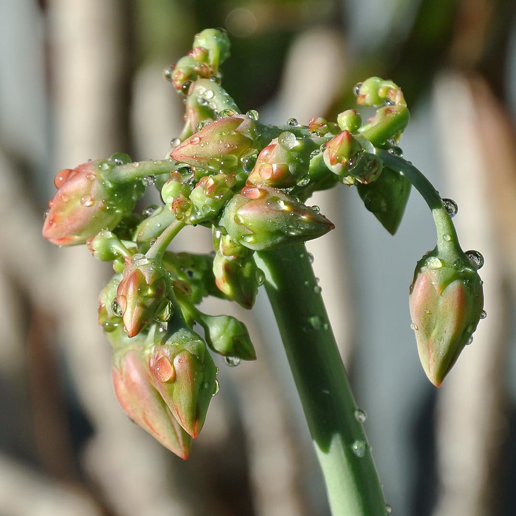 Flower buds on cotyledon Flower buds on cotyledon with wat… Flickr