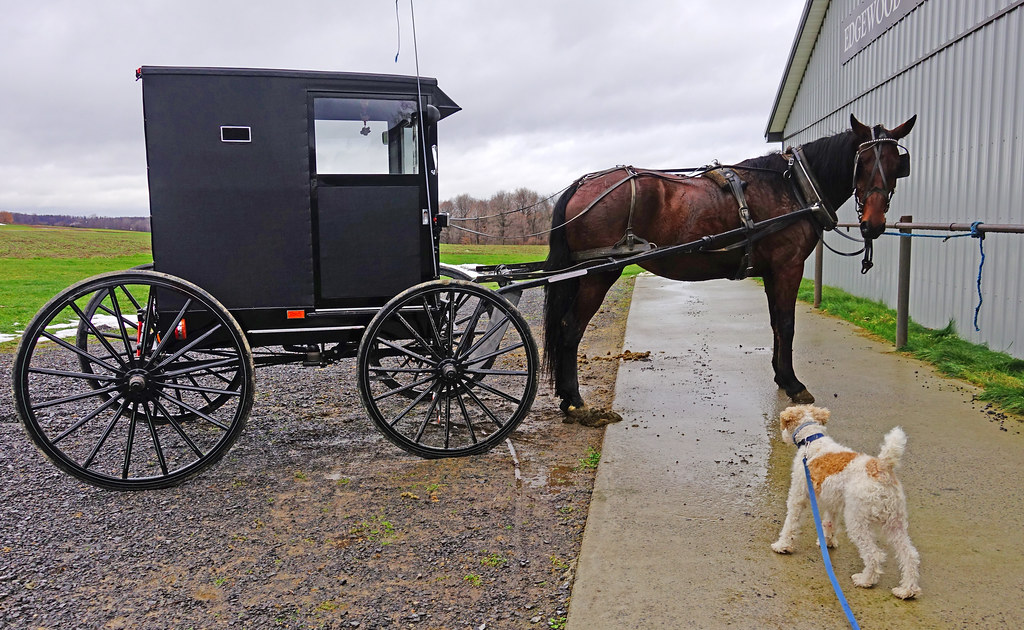 Edgewood Country Store Saturday. Penn Yan, NY. Flickr