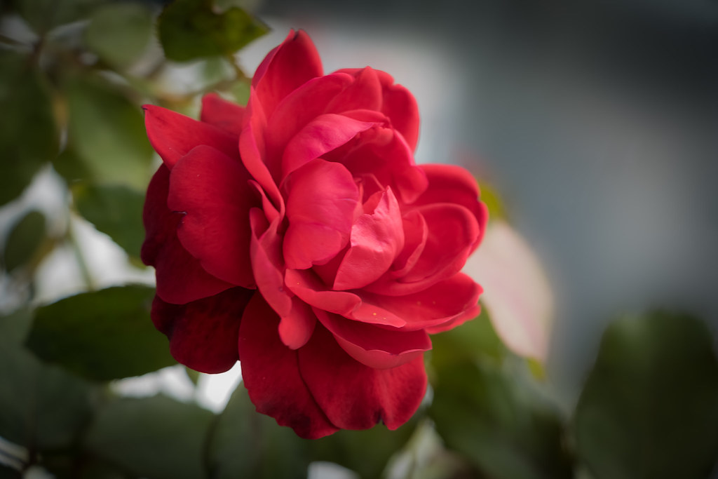 The Rose I say love, it is a flower This image was taken… Flickr