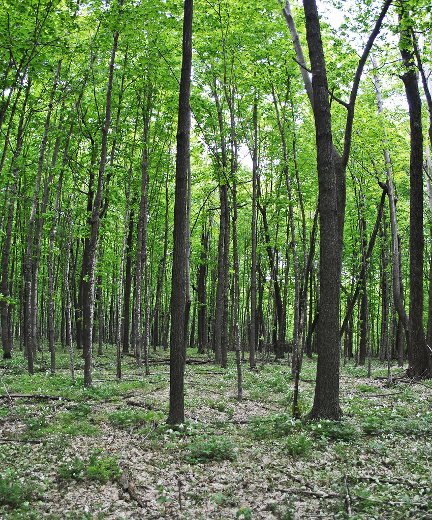 Schmidt Maple Woods State Natural Area SNA 84, Clark Co.,… Flickr