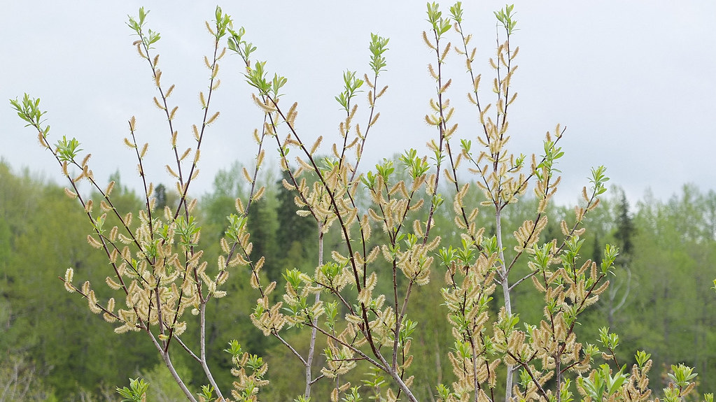 spring willow CB in AK Flickr