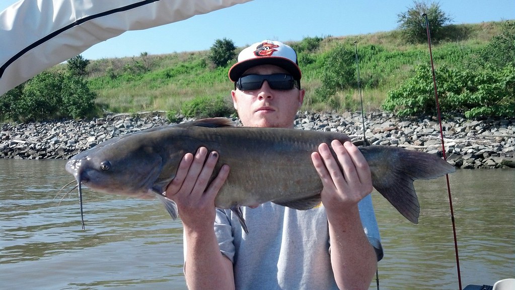 Catfish Courtesy of Phillip Rineman Maryland Fisheries Service DNR Flickr