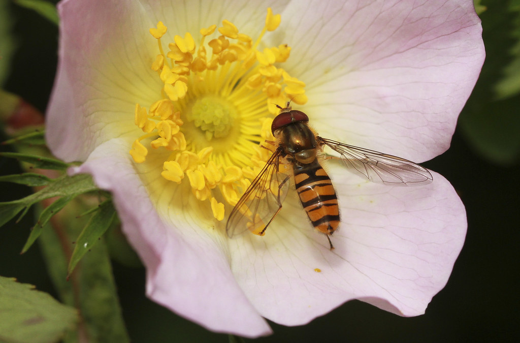 Marmalade Hoverfly on Dogrose Wildlife Trusts Nature Reser… Flickr