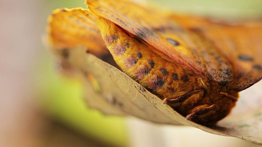 Some moths don't have mouths and spend their last transfor… Flickr