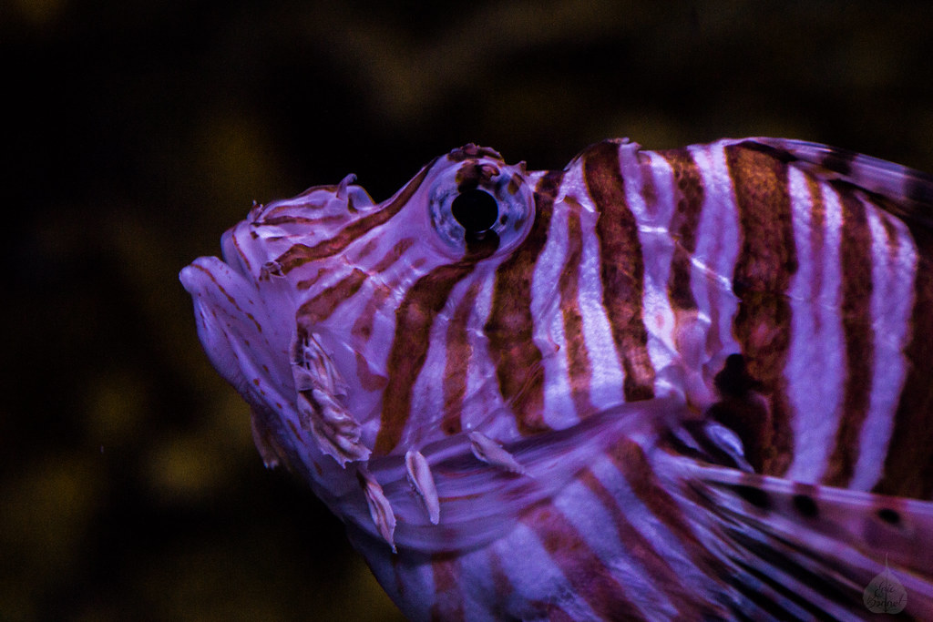 Lion fish portrait Eric Flickr