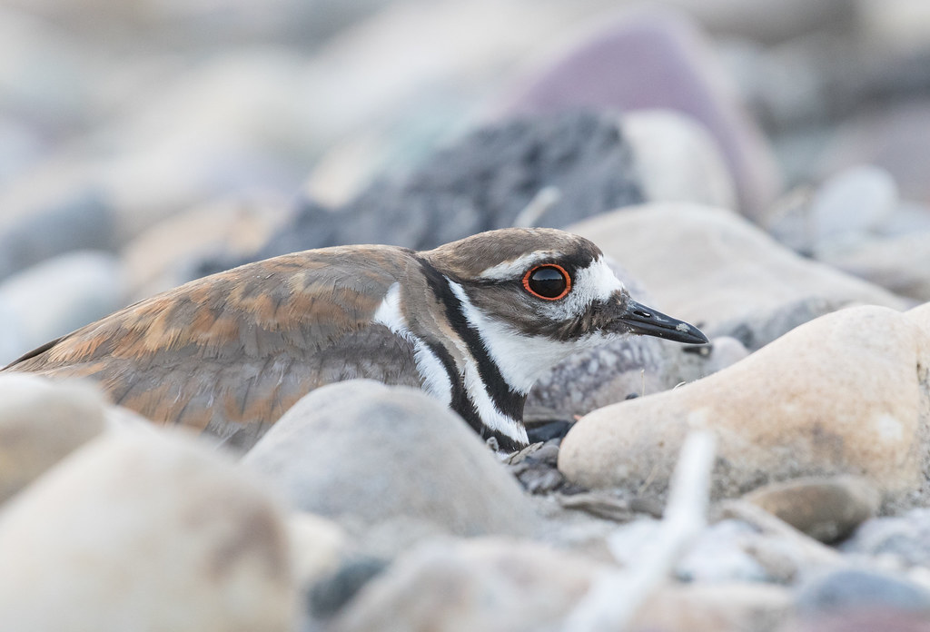 Killdeer on nest Female Killdeer brooding young Ashley Jensen Flickr