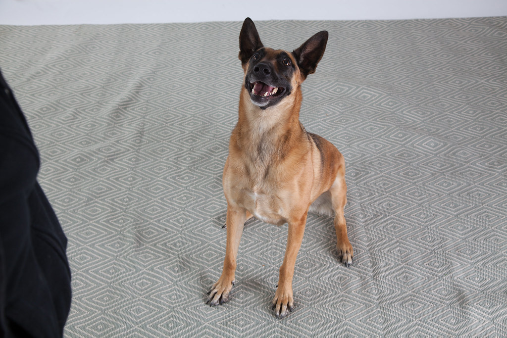 Dog Casting Call 05/26/2013 Flickr