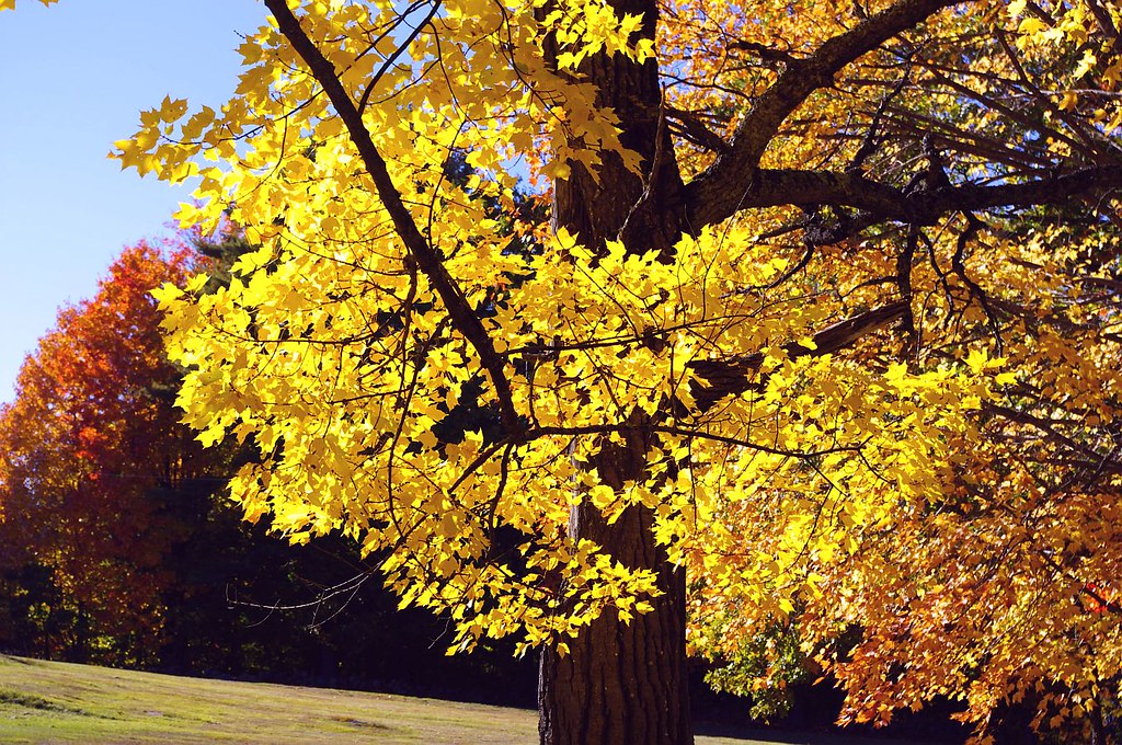 2016_1014ParsonsfieldColor0009 Parsonsfield, Maine. A few… Flickr