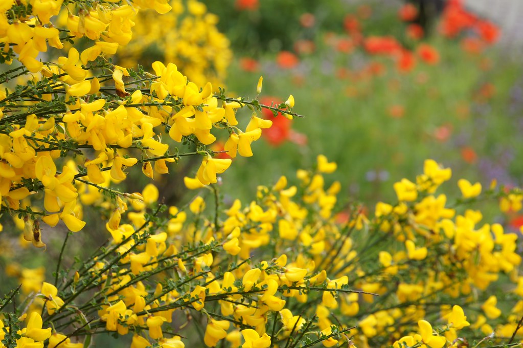 Yellow flowers in herb garden tfxc Flickr