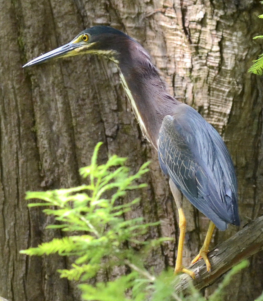 Green Heron Butorides virescens The green heron feeds at… Flickr