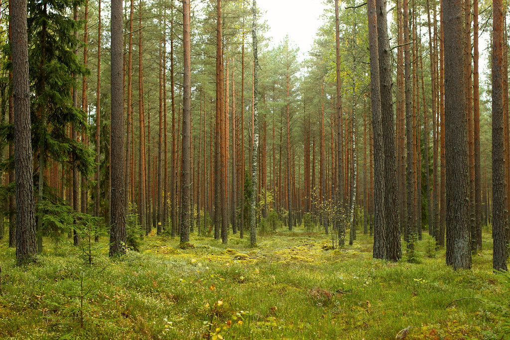 Forest in Latvia Kaspars Dambis Flickr
