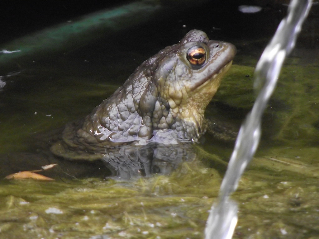 Crapaud Loïc Raynard Flickr