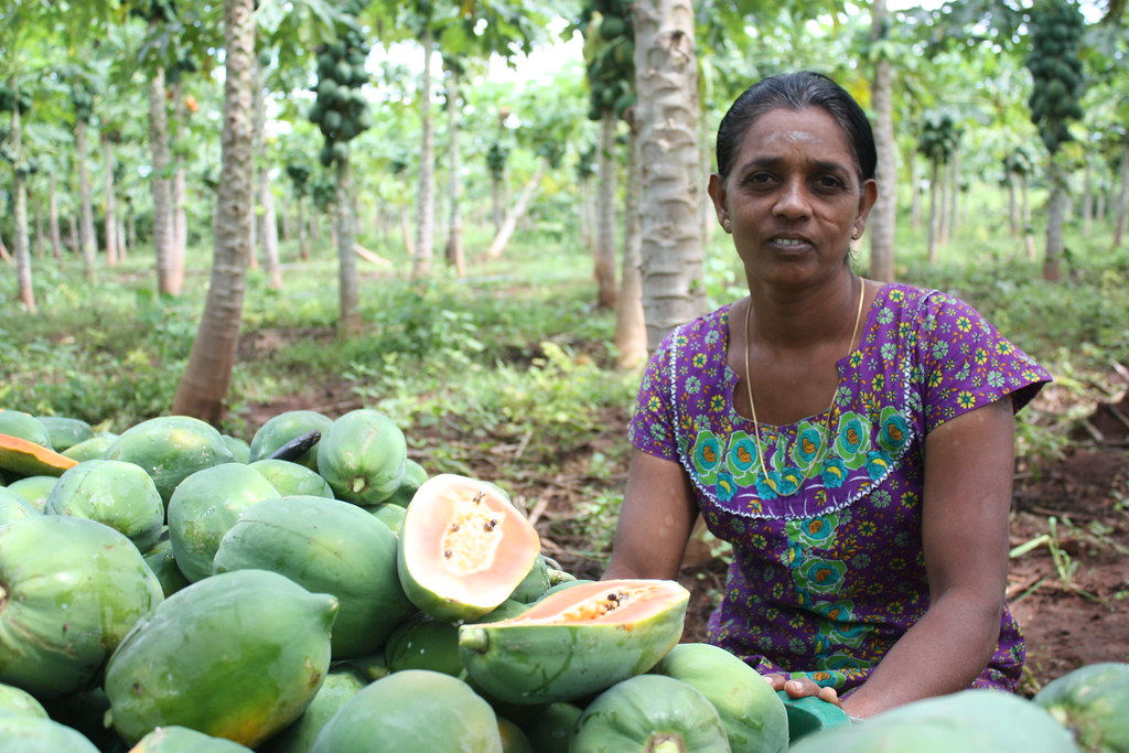 Red Lady Papayas in Sri Lanka Vadiveel Selvarathy, a papay… Flickr