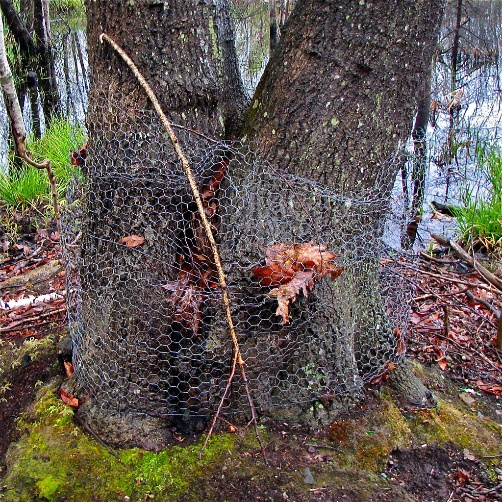 busy • beavers Peaks Island, Maine USA • Beavers' • Progre… Flickr