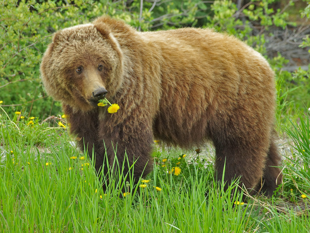 Grizzly bear; Yukon, Canada. 6632 Celestyn Brozek Flickr