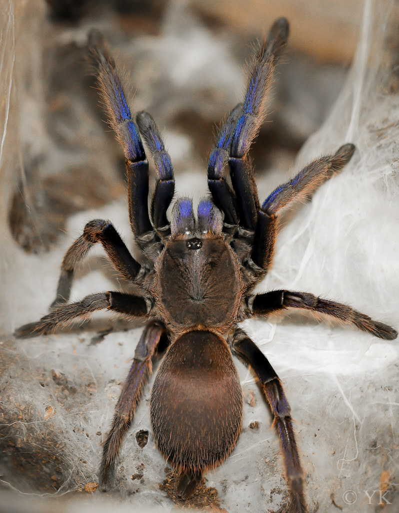 Chilobrachys dyscolus Blue 0.1 Chilobrachys dyscolus Blue … Flickr
